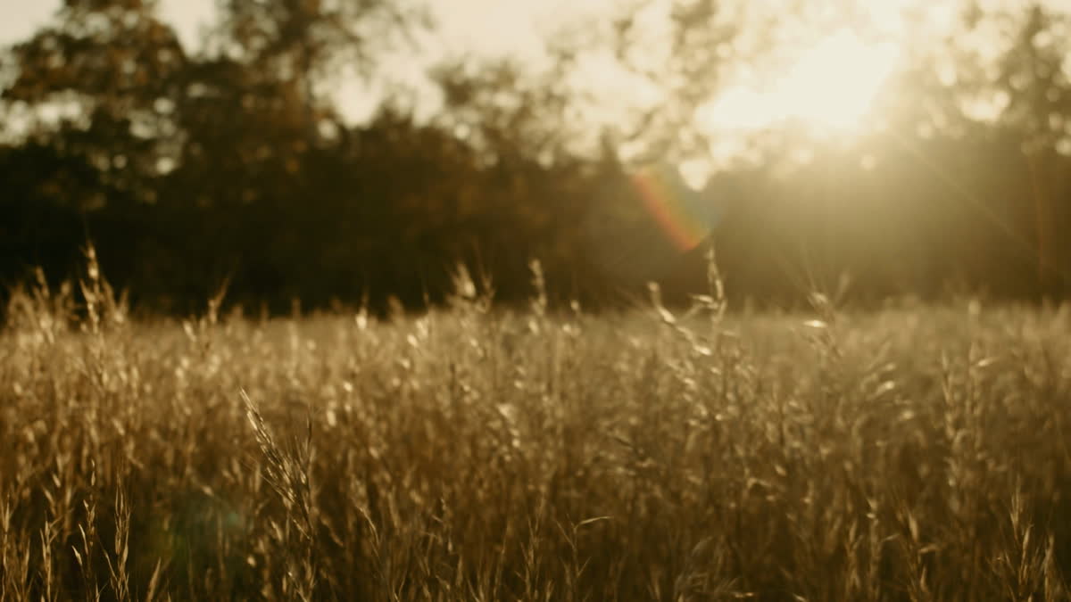 Autumn Meadow Still 05