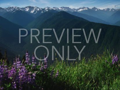 Mountain Pines Purple Flowers