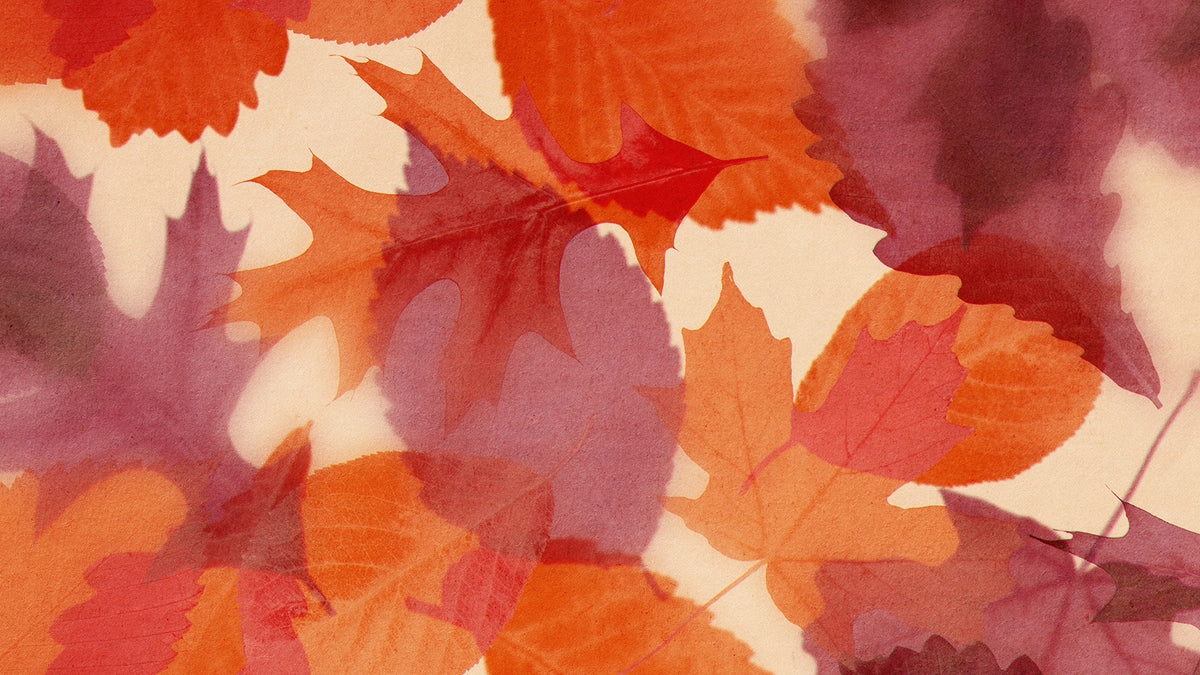 Layers Of Leaves Still 07