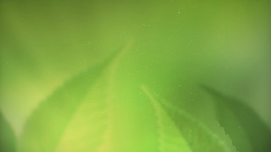 Fresh Outlook Still 3