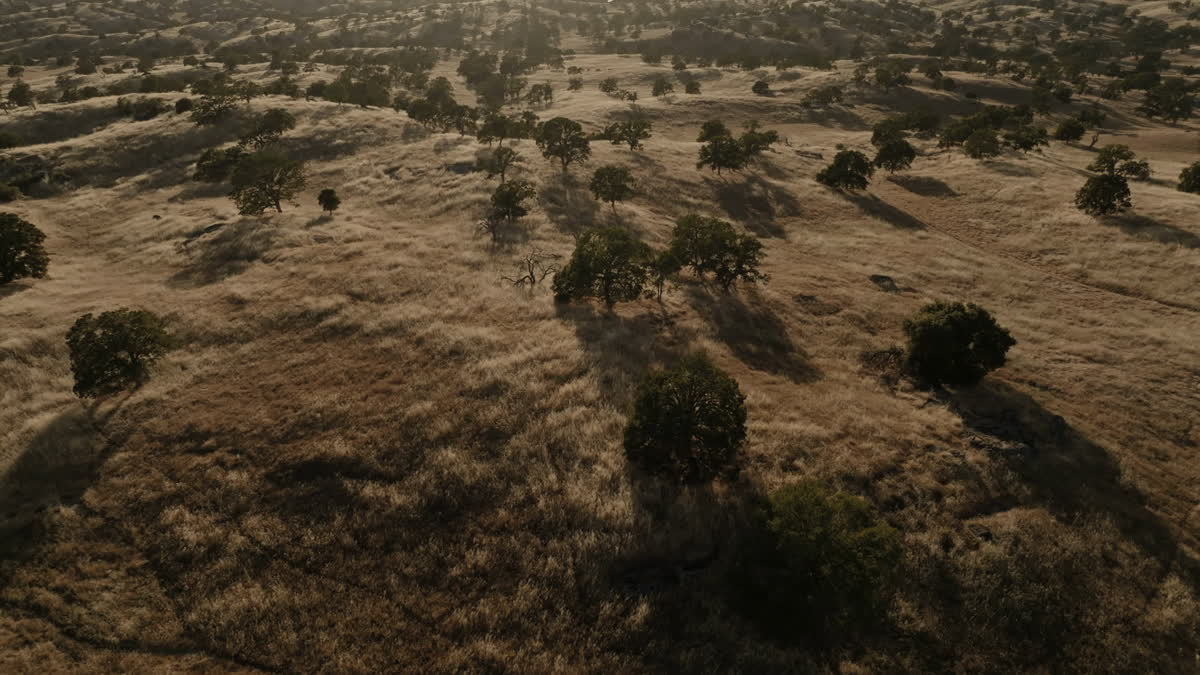 Golden Pastures Still 08