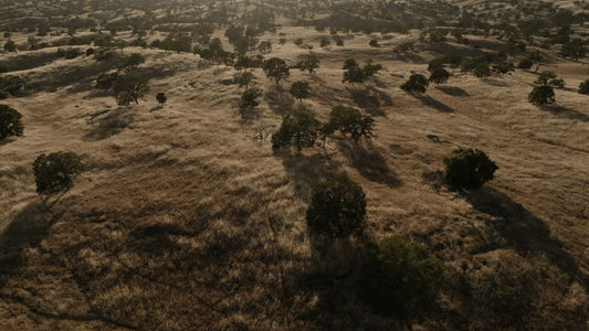 Golden Pastures Still 08