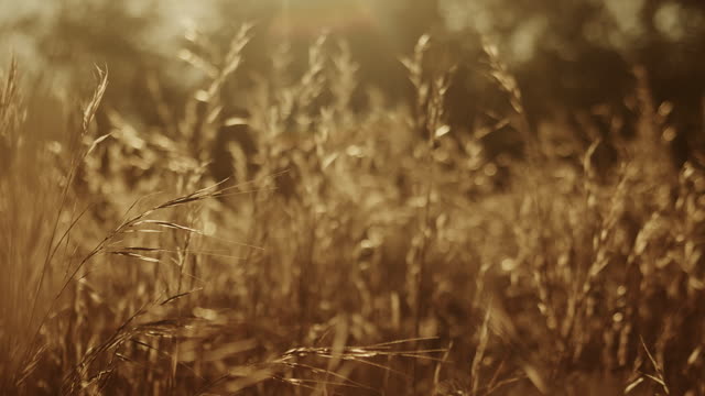 Autumn Meadow Motion Background 03