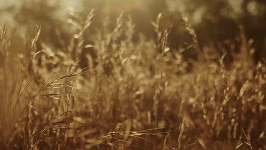 Autumn Meadow Motion Background 03