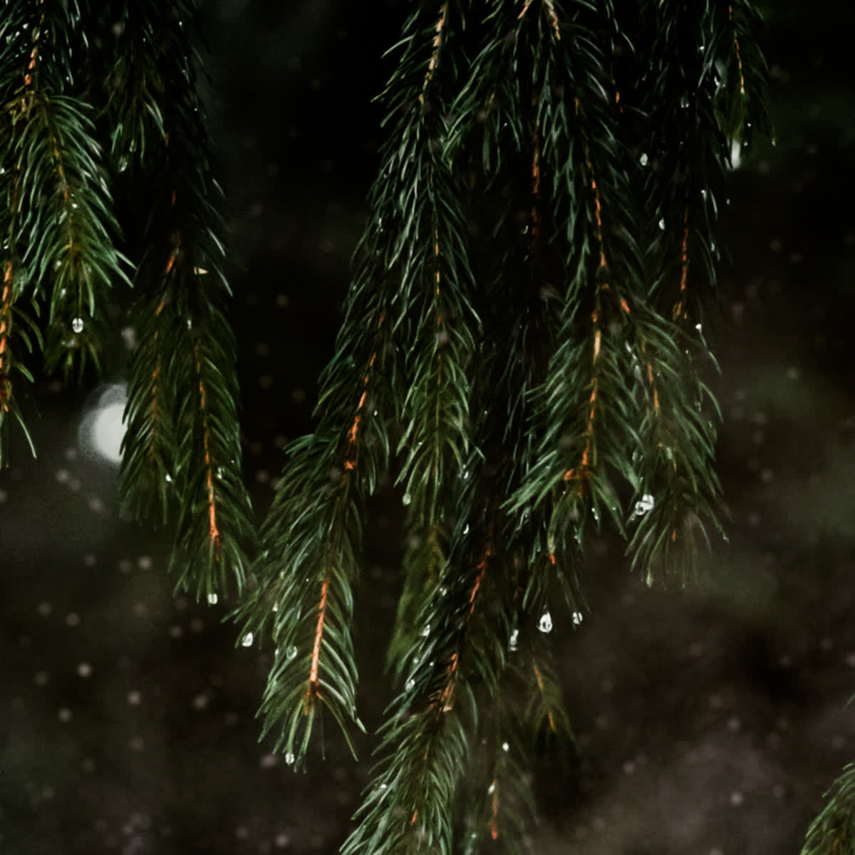 Evergreen Sunday Blank