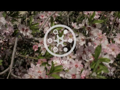 Promised Land Shiloh