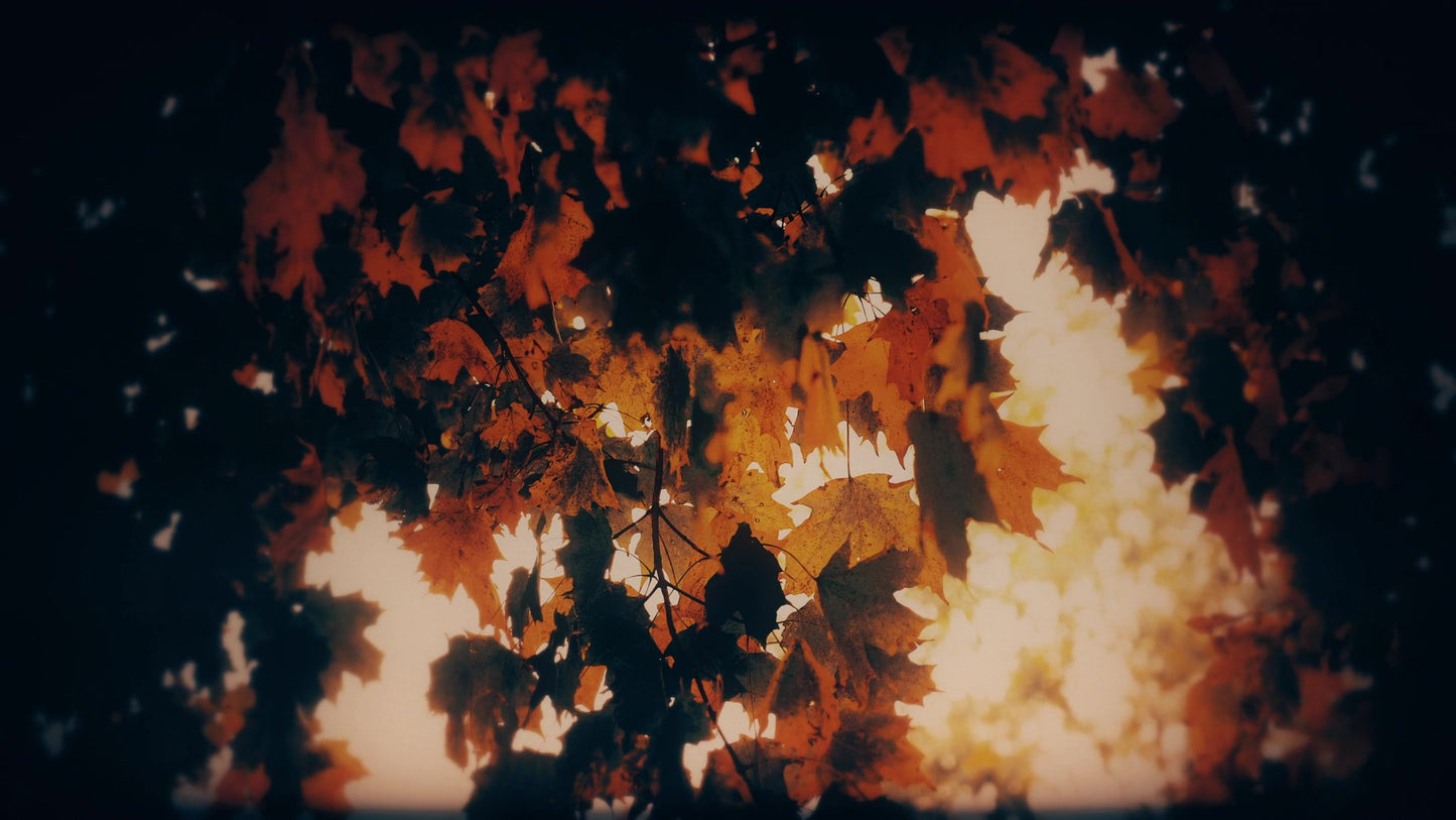 Autumn Fire Coals Still