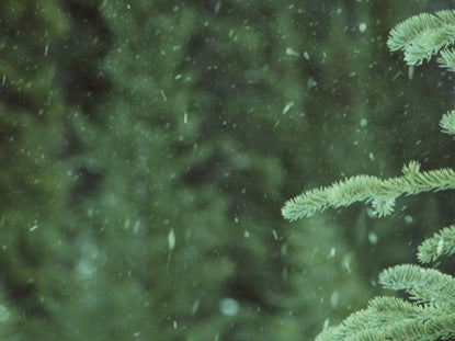 Winter Snow Evergreen