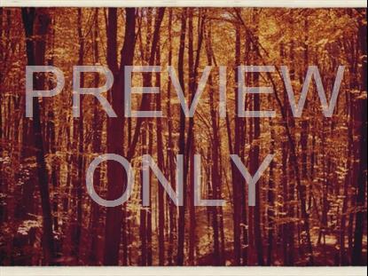 Fall Leaves Montage Retro 11