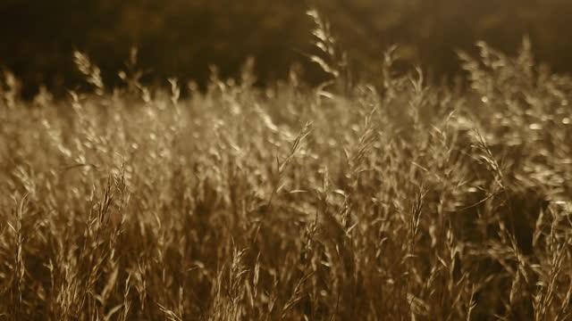 Autumn Meadow Motion Background 06