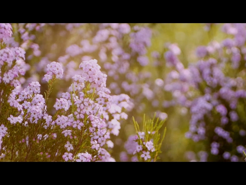 Flower Garden Loop 04