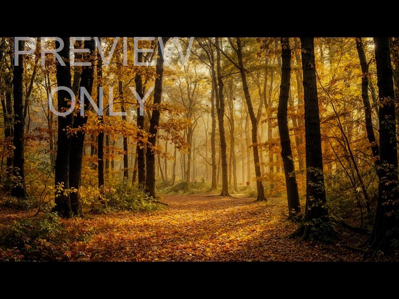 Forest Fall 14 Still
