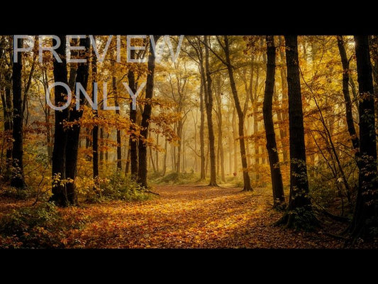 Forest Fall 14 Still