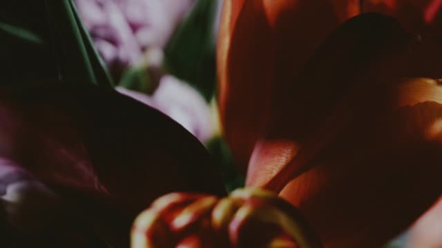 Beauty And Strength Loop 02
