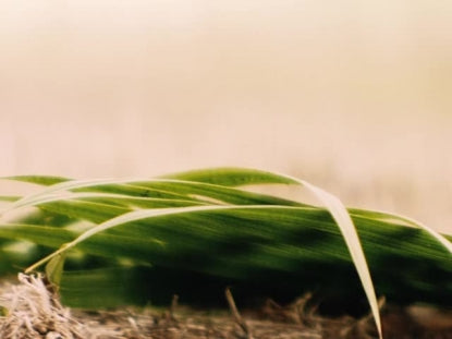 Easter Moments Palm Sunday Detail