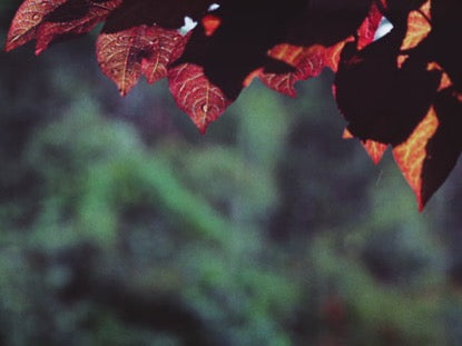 Rainy Leaves Center