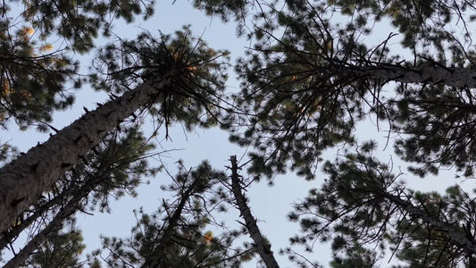 The Forest 2 Still