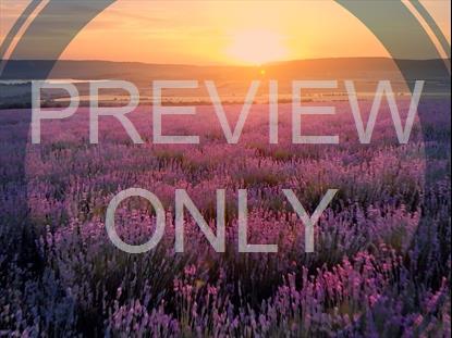 Epic Spring Aerial Flowers