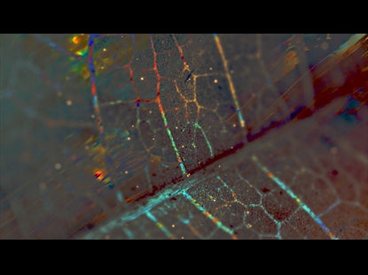 Autumn In Color 4
