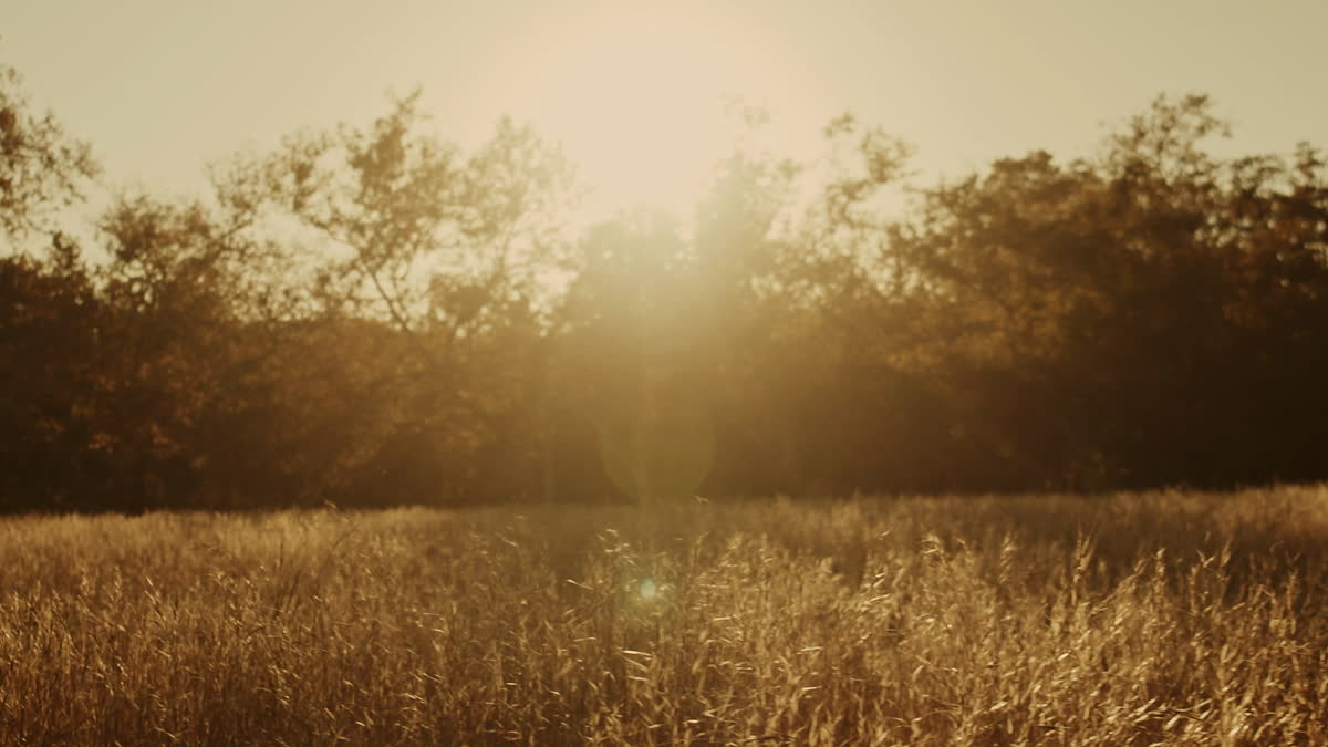 Autumn Meadow Still 19