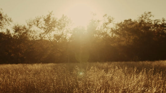 Autumn Meadow Still 19