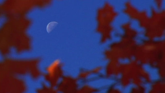 Moon And Leaves