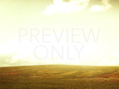 Grassy Meadow Still