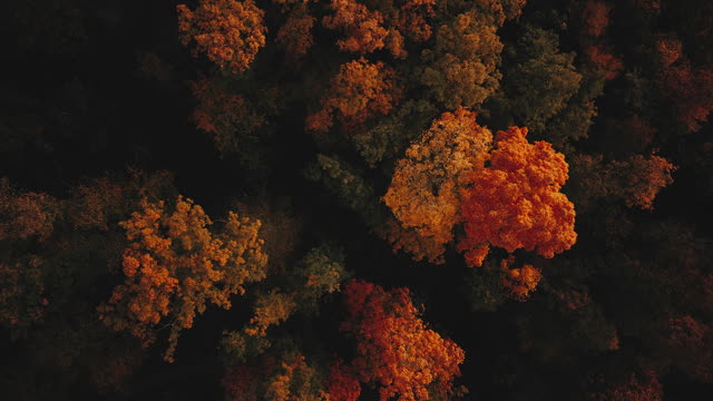 Autumn Foliage 5