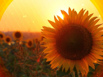 Fall Harvest Sunflower Sunset