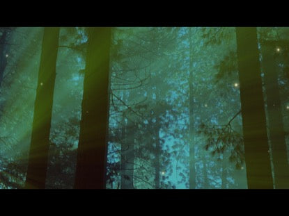 Fireflies In The Woods