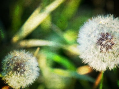 Nature Dandelion