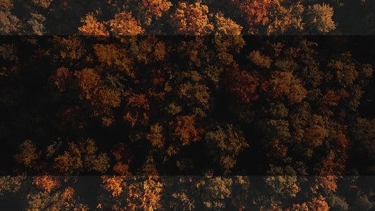 Autumn Foliage 8 Alt