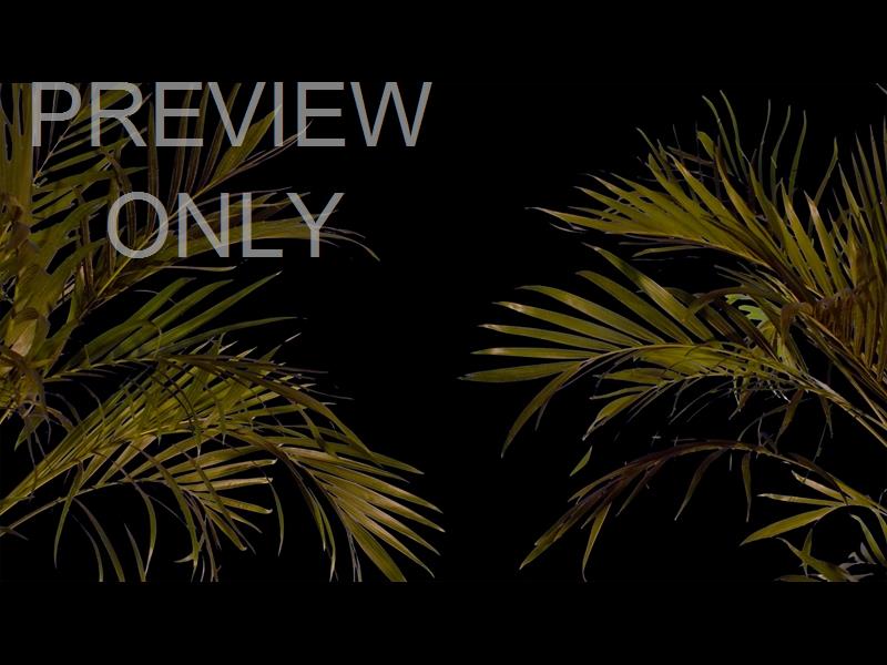 Sun Palms 15 Still
