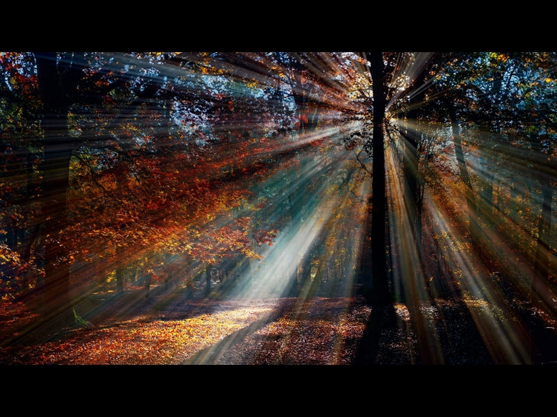 Autumn Light 12