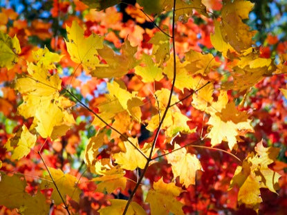 5 Minute Fall Color Loop