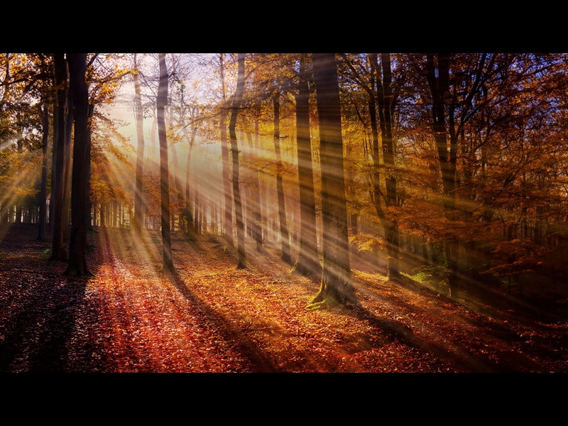 Autumn Light 3