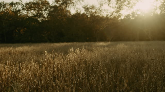 Autumn Meadow Motion Background 09