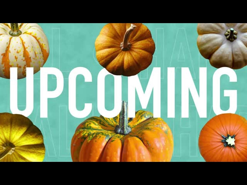 Multi Pumpkin Upcoming
