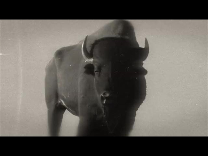 Bible Animals 2 Buffalo Bw