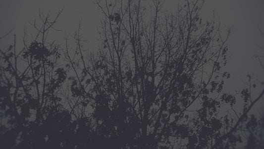 Bleak Beauty Tree Fade Still