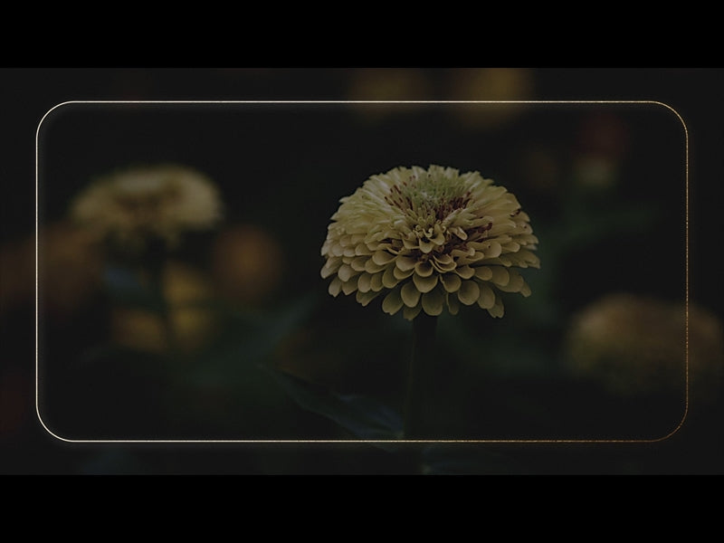 Ebony Floral: Loop 01