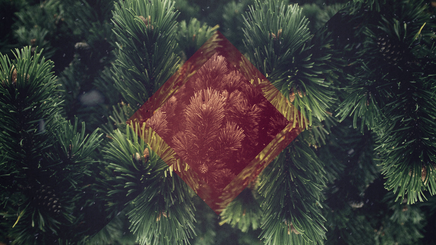 Christmas Forest 05 Still