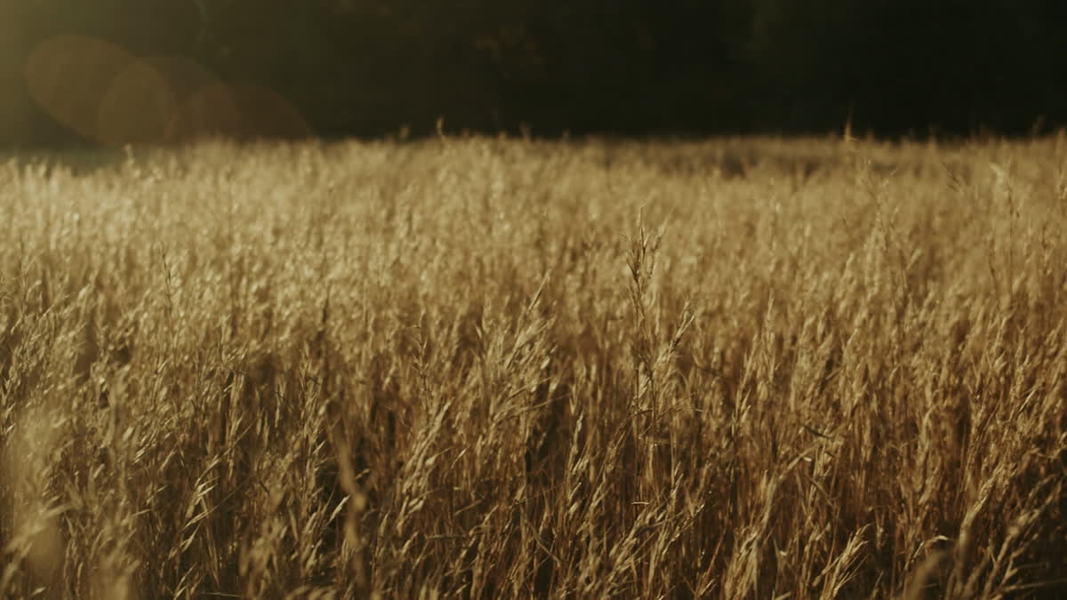 Autumn Meadow Still 08