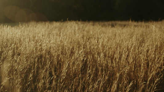 Autumn Meadow Still 08
