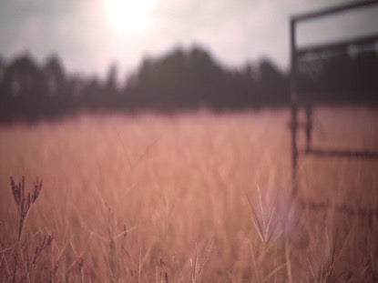 Fall Field 7