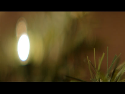 Garland Lights 1