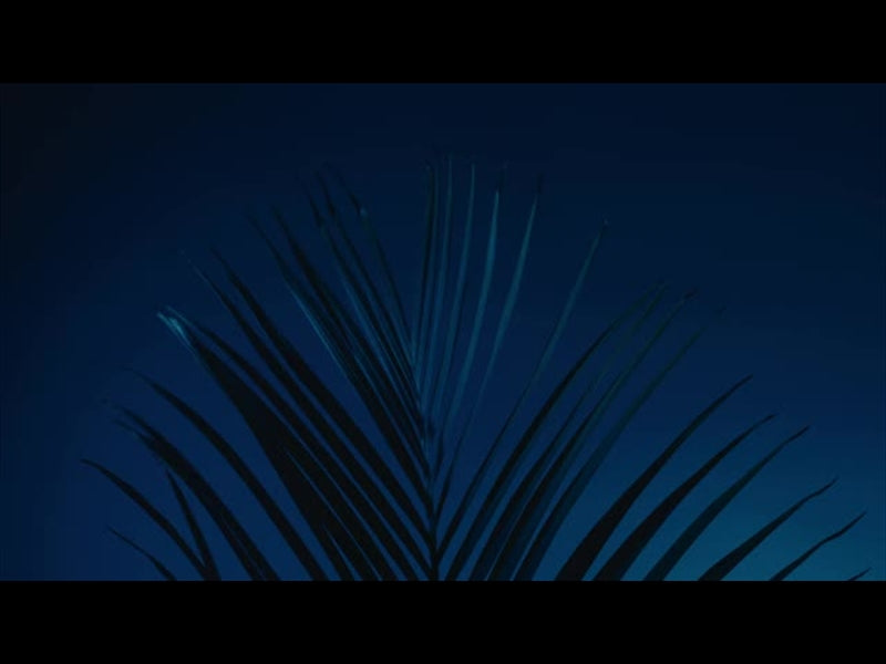 Cinematic Palms Loop 16
