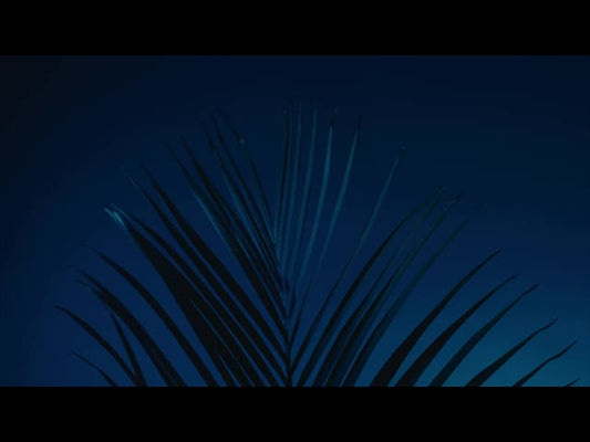 Cinematic Palms Loop 16