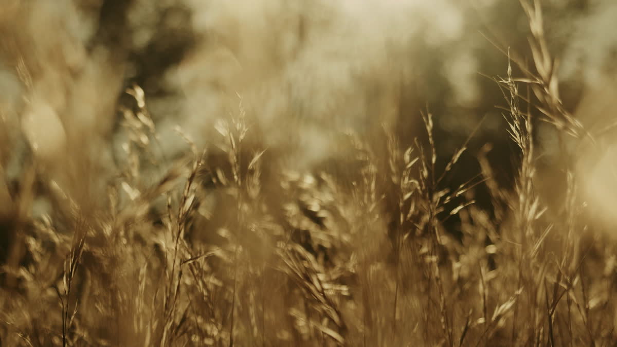Autumn Meadow Still 04