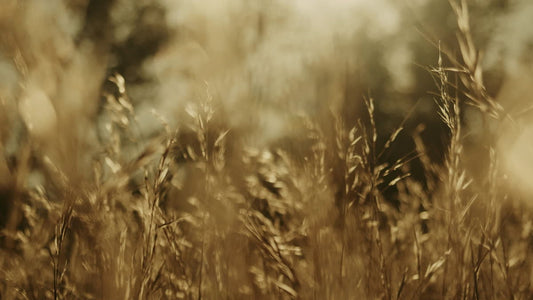 Autumn Meadow Still 04